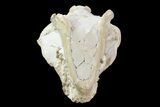 Oreodont (Merycoidodon) Skull - Wyoming #93752-4